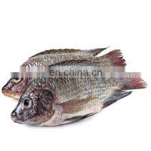 China Tilapia Fish Frozen Tilapia Fish Oreochromis Niloticus thumbnail-5