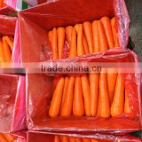 Fresh Carrots from china ( Shandong,Hebei/Mogolia ,Xiamen ) farm in 2016