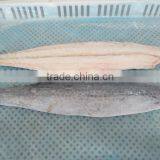 Spanish Mackerel Fillet
