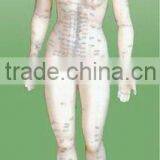 Human Female Model for Acupuncture thumbnail-1