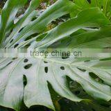 Hot Sell Monstera Leaves and Other Fresh Cut Roses From China With High Quality thumbnail-1