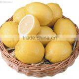 Chinese Lemon Supplier thumbnail-1