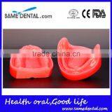 Dental Functional Edentulous Jaws Model DEA-30 thumbnail-4