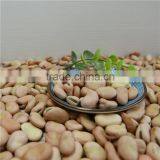 High Quality Dry Broad Beans / Faba Beans / Fava Beans Seed for Cannery thumbnail-3