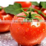 Instant spray dried tomato powder hot selling for meat