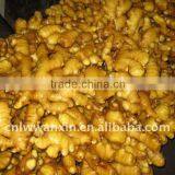 Anqiu Big Ginger thumbnail-1