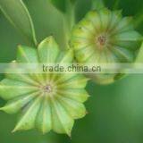 Best Selling Organic Star Anise Essential Oil From Vietnam thumbnail-2