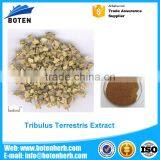 good quality 40%-70% Saponins tribulus terrestris extract wholesale online