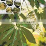 High Quality Horse Chestnut fruit extract
