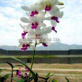 Dendrobium Hybrids Live Dendrobium Tropics Plant