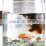 Feed Additives for Livestock Poultry thumbnail-6