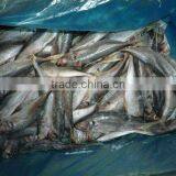 Frozen Horse Mackerel(Trachurs Japonicus) thumbnail-1