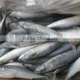 Frozen Sanma/frozen Saury Fish for Market thumbnail-1