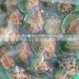 2016 NEW SEASON SHORT NECKED CLAM thumbnail-1