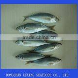 Frozen Horse Mackerel Fish thumbnail-1