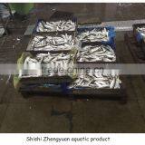 New Landing Frozen Fresh Unprocessed HGT Sardine thumbnail-1