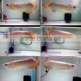 Aquarium Fish Tank Supply From Thailand thumbnail-1