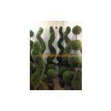 Artificial Topiary,aglaia Spiral,130050 thumbnail-3