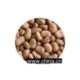 Sell Broad Bean thumbnail-1