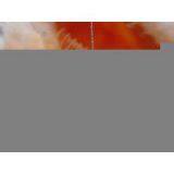 Sell Pearl Pendant Necklace (1032) thumbnail-1