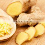 GINGER thumbnail-1