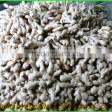 Air Dry Ginger:Give You the Best Price/best Quality thumbnail-1