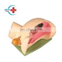 HC-S304 Medical Science Obstetrics Childbirth Simulation Training Manikin Used Manikins thumbnail-1