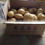 2015 Super Quality of the Potato thumbnail-5