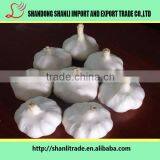 Pure White Wholesale Natural Garlic/garlic Powder/fresh Garlic Chinese thumbnail-2