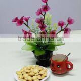 Alpha Egg Cream Biscuit - High Quality and Competitive Price thumbnail-3