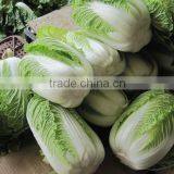 Low Price Cabbage 2012
