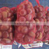 Sweet Chestnut for Sale thumbnail-4