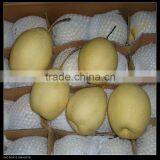 Fresh Ya Pear 2011 thumbnail-1