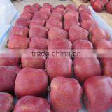 Sweet and Juicy Taste Red Delicious Apple Fresh Huaniu Apple thumbnail-5