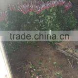 Natural Rose Flower thumbnail-6