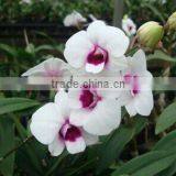 Dendrobium Blooming Orchids Dendrobium Flower