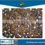 Photos Worms Parrot Fish Feeding Food thumbnail-1