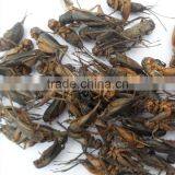 High Protein Dried Crickets thumbnail-2