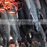 Body Whole Part And Fish Product Type Horse Mackerel thumbnail-1