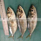 Frozen Horse Mackerel W/R Fish thumbnail-3