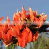 Butea Monosperma thumbnail-1