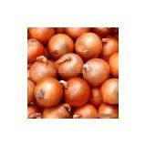 Sell Fresh Onion thumbnail-1