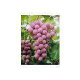 Oligomeric Proanthocyanidines(sales22 at Lgberry Dot Com Dot Cn)