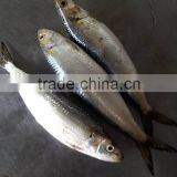 Land Frozen 10 Kgs per Carton Frozen Sardine Fish thumbnail-1