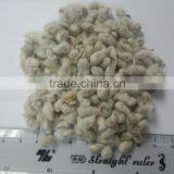 COTTON SEED FOR SALE