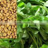 Pure Fenugreek (Methee) thumbnail-5