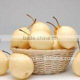 Chinese Snow Pear thumbnail-1