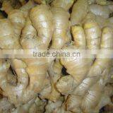 Fresh Ginger Needed thumbnail-5