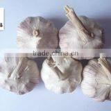 Dehydrated Vegetable Air Dried White Garlic thumbnail-4