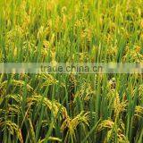 PREMIUM MINIKATE RICE FROM EXPORT TRADE ASSOCIATE, BANGLADESH. thumbnail-4